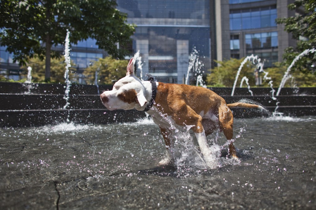 Hình ảnh chú chó chơi với nguồn nước từ đài phun
