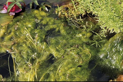 ALGO UNIVERSAL PLUS 500ml - OASE - LAGHETTO TRATTAMENTO ACQUA