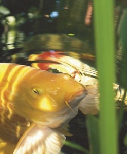 Thuốc dùng cho cá cảnh